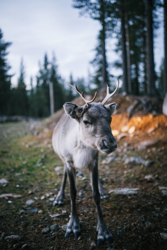 Land and Trip to Your Own Land -package