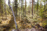 Land #1061