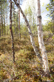 Land #1061