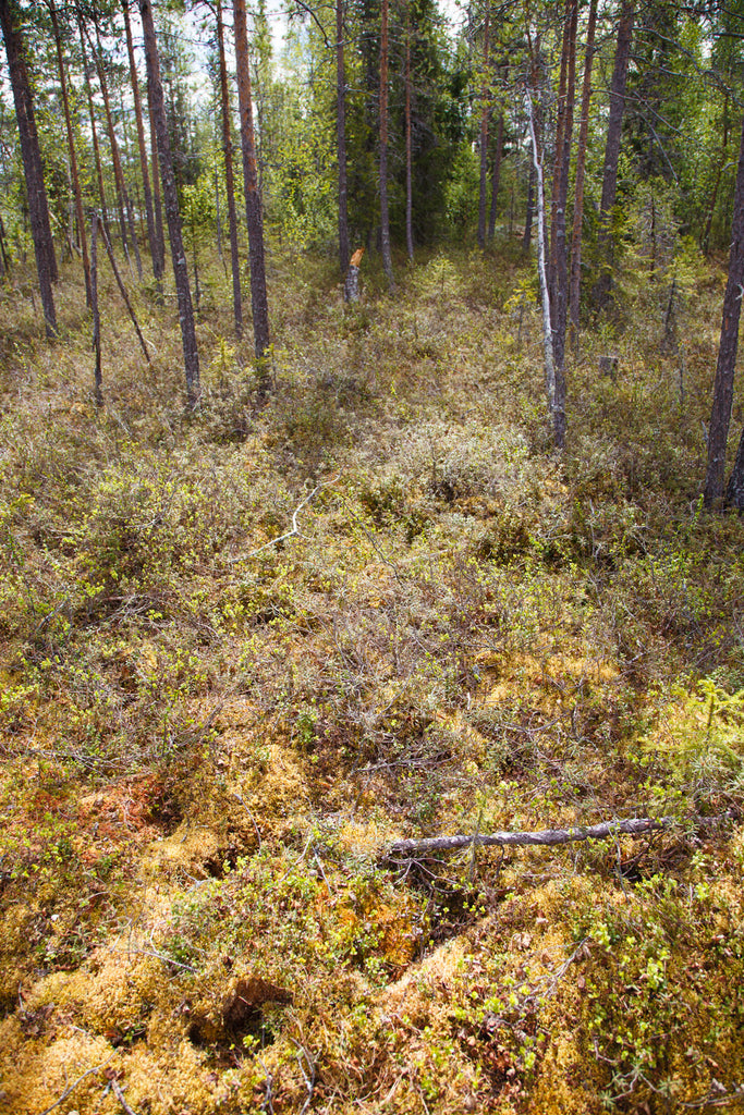 Land #1157