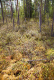 Land #1157