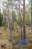 Land #1157