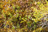 Land #1157