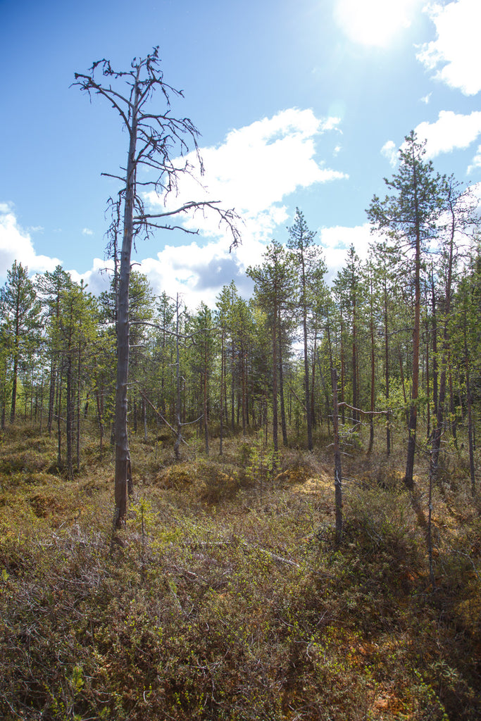 Land #1158