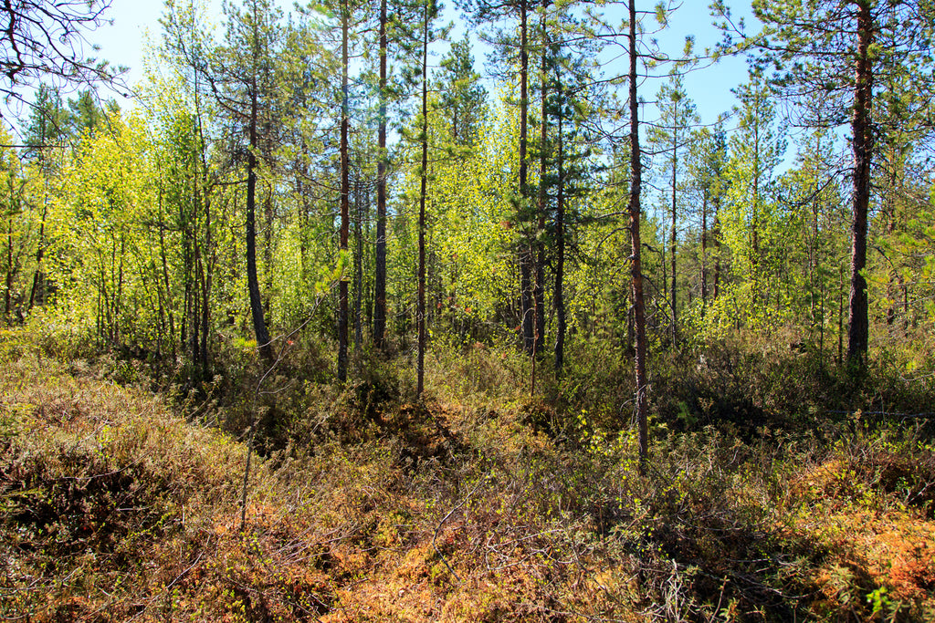 Land #1007