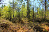 Land #1007