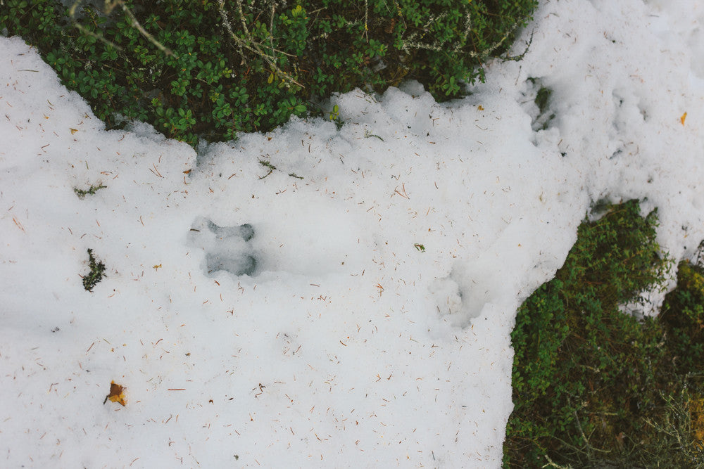 Land #0679