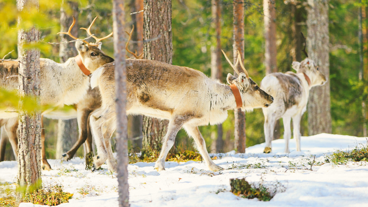 Experience Northern lights in your own land